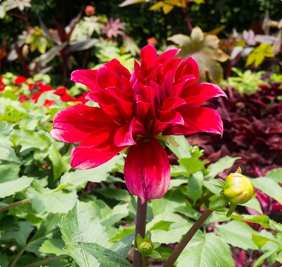 A description of my image.